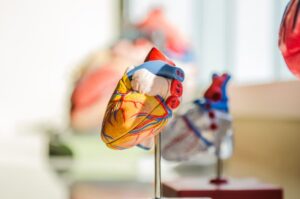 a 3d model of a heart that may be found in a cardiologist's office