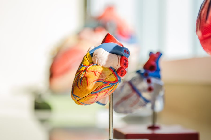 a 3d model of a heart that may be found in a cardiologist's office